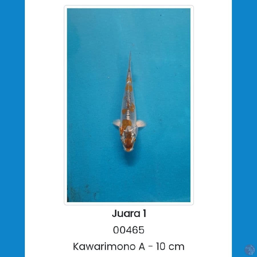 Kiko SQ