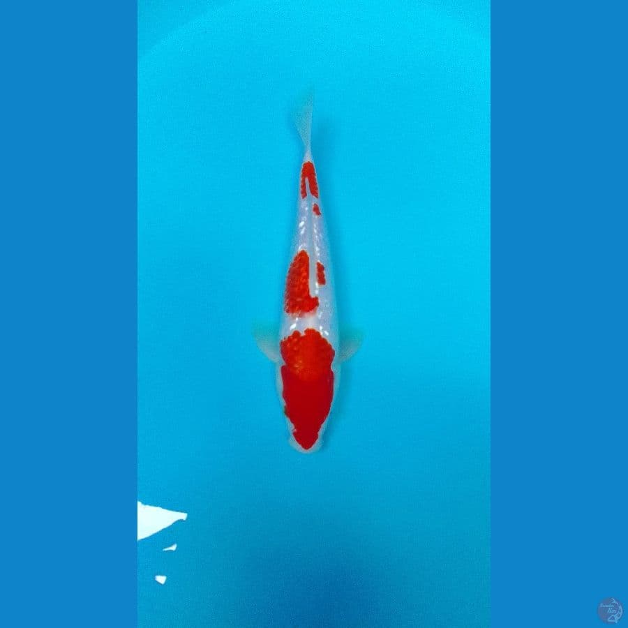 Kohaku Gindrin Male 27cm™