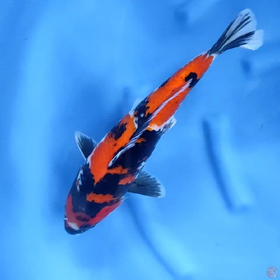 41CM # SHOWA TOP - F
