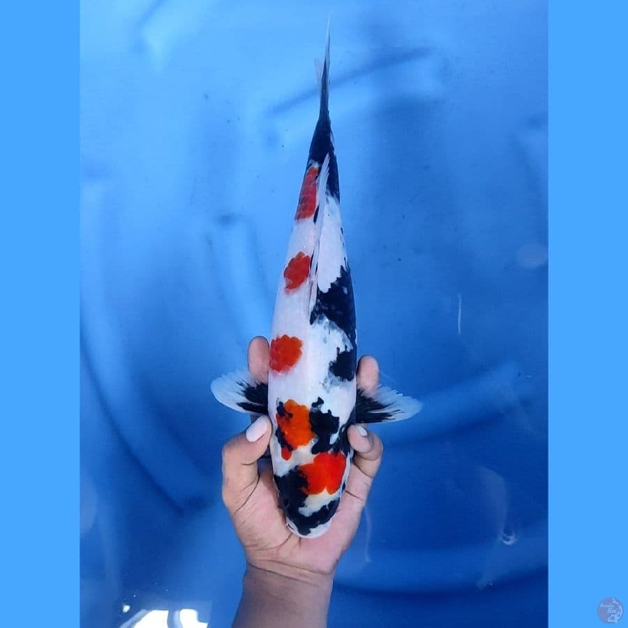 35CM # KINDAI SHOWA - F
