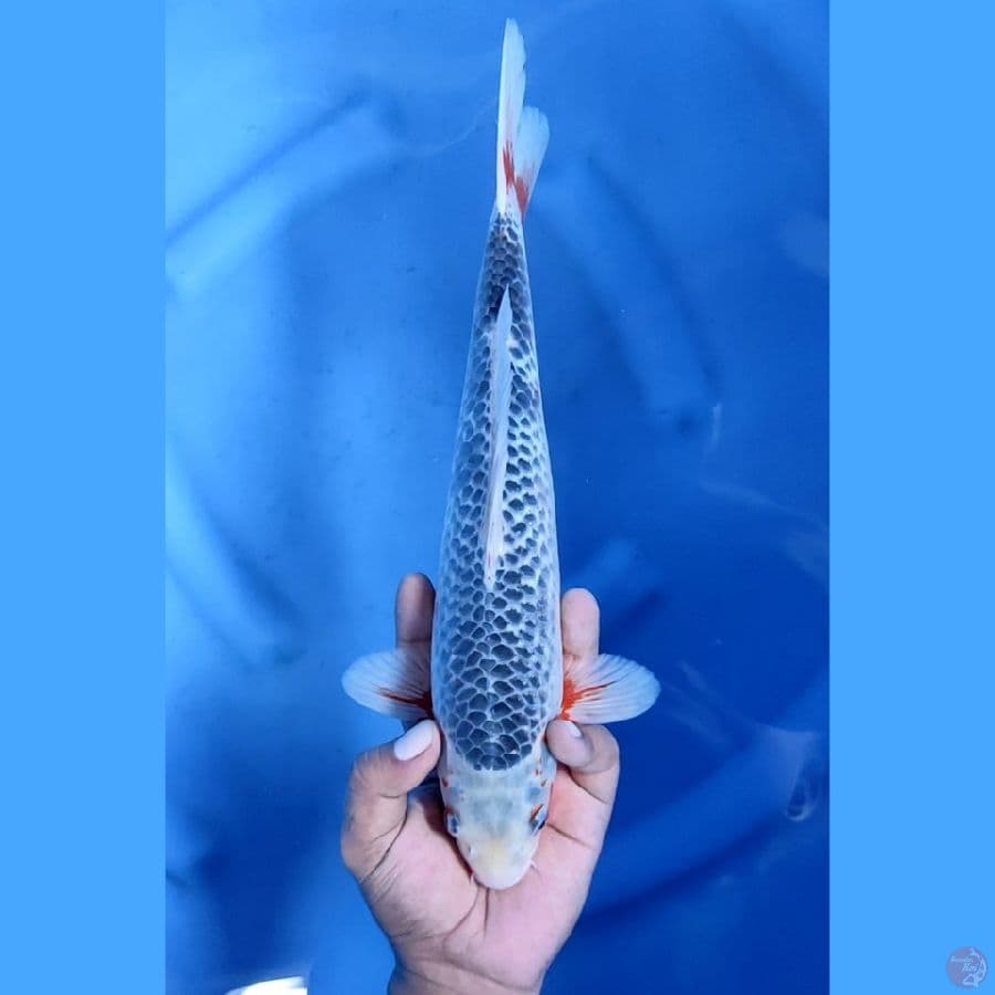 31CM # ASAGI JARING RAPI - F