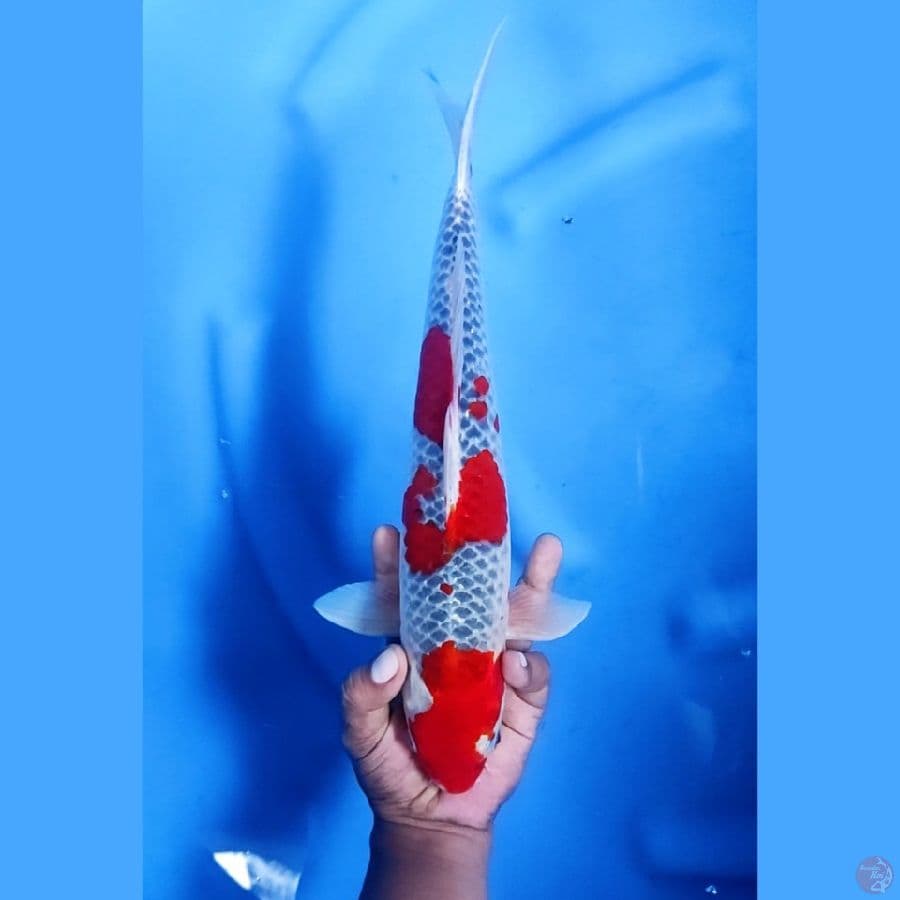 36CM # RED GOSHIKI RACING - M