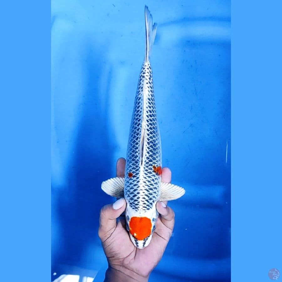 32CM # MARUTEN KUJAKU - M