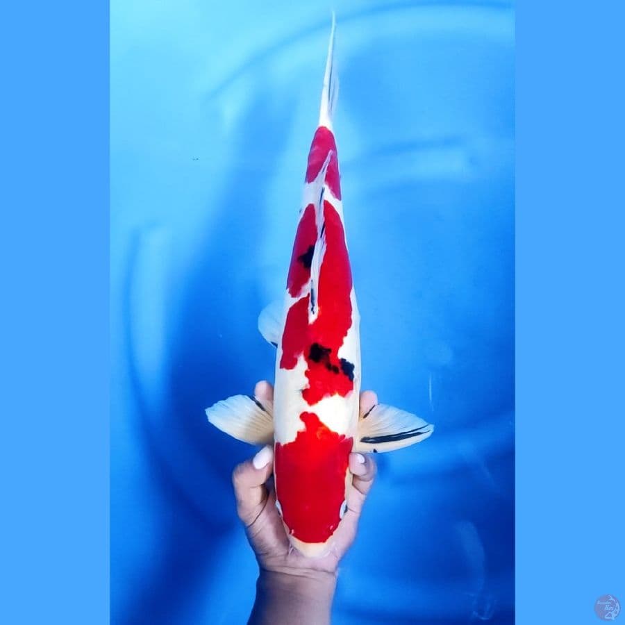 46CM # DOITSU SANKE STRONG - M