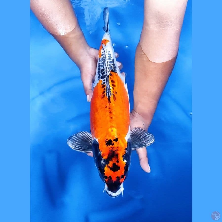 52CM # JUMBO KIN KIKOKURYU - F