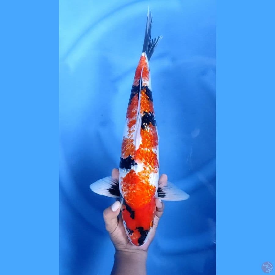 45BU / 44CM # KINGINRIN SHOWA - M