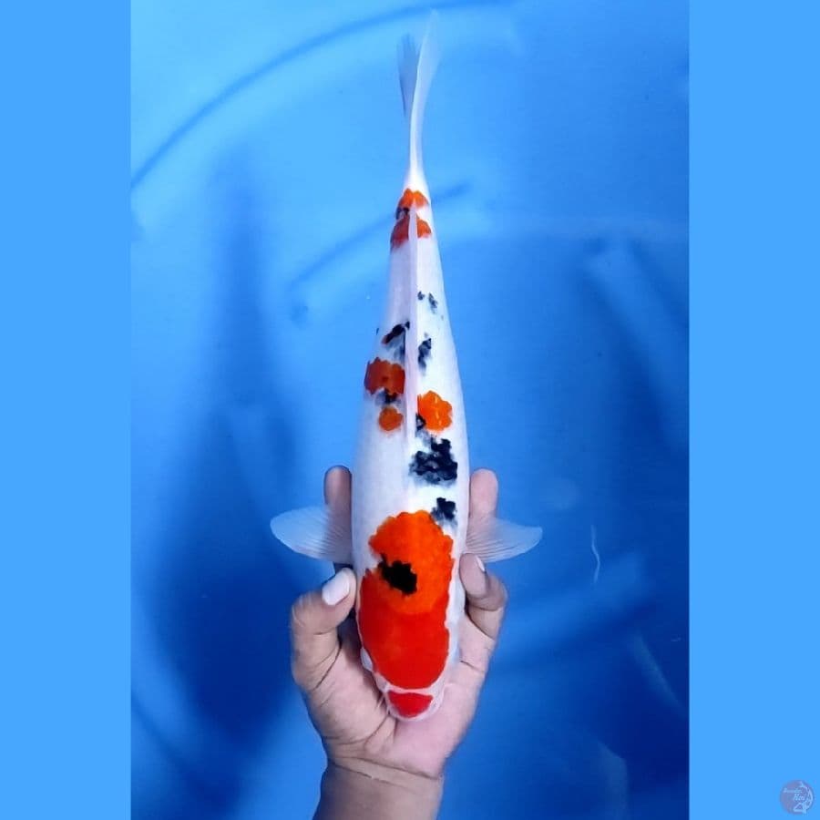 35CM # SANKE HALUS - F
