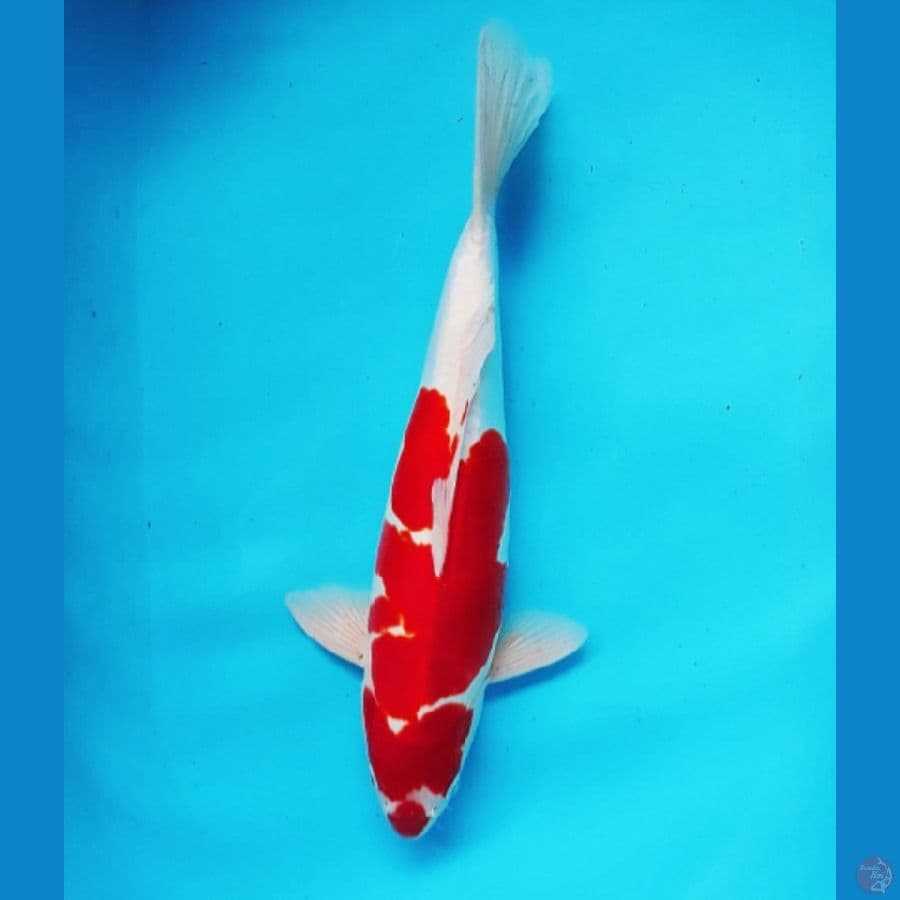 41cm KOHAKU DOIT MURNI