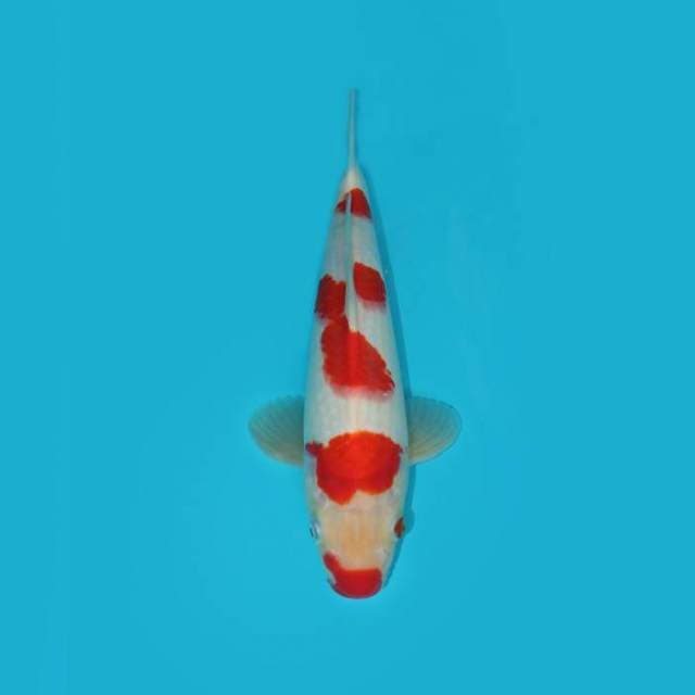 30 CM - KUCHIBENI STEP