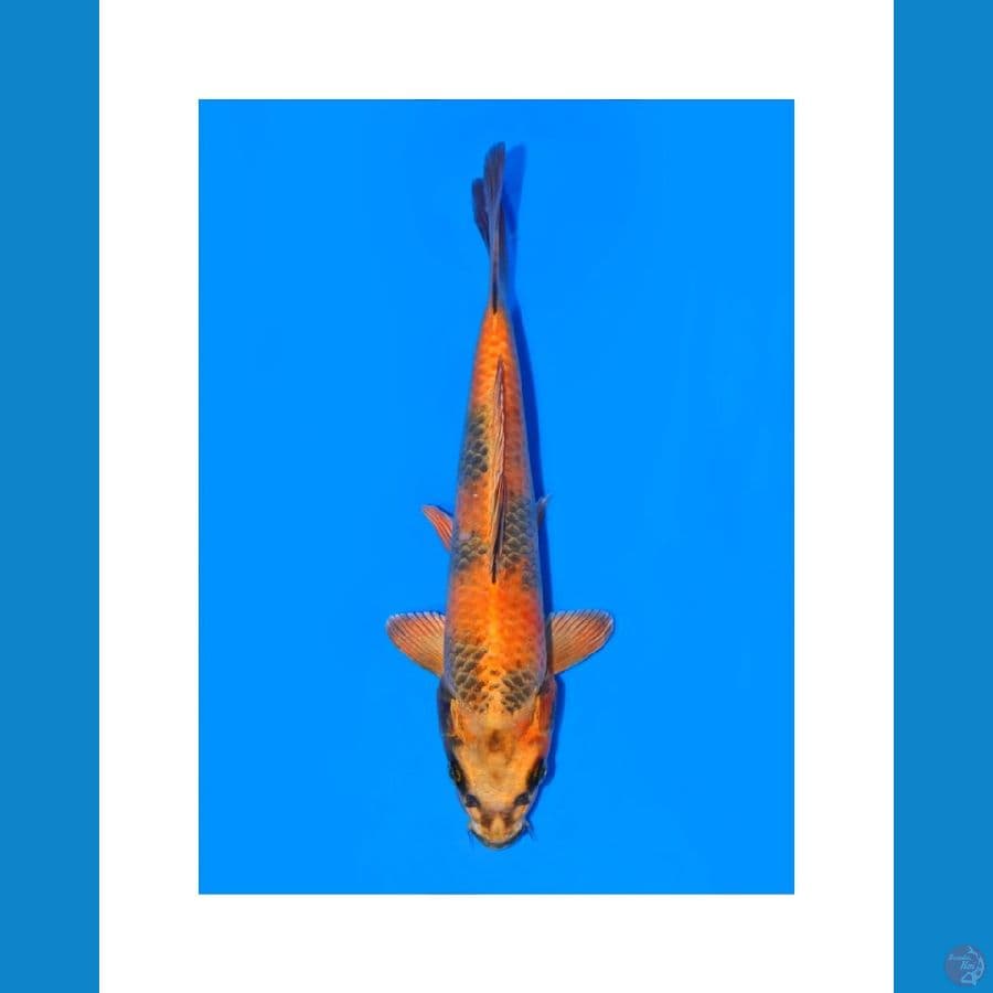 Koi Import Jepang Kin Ki Utsuri (Sertifikat Kanno) 27cm Super