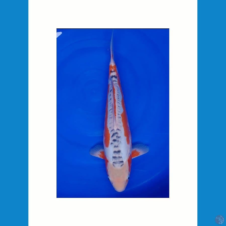 Koi Import Jepang Shusui (Sertifikat Kawakami) 41cm Super