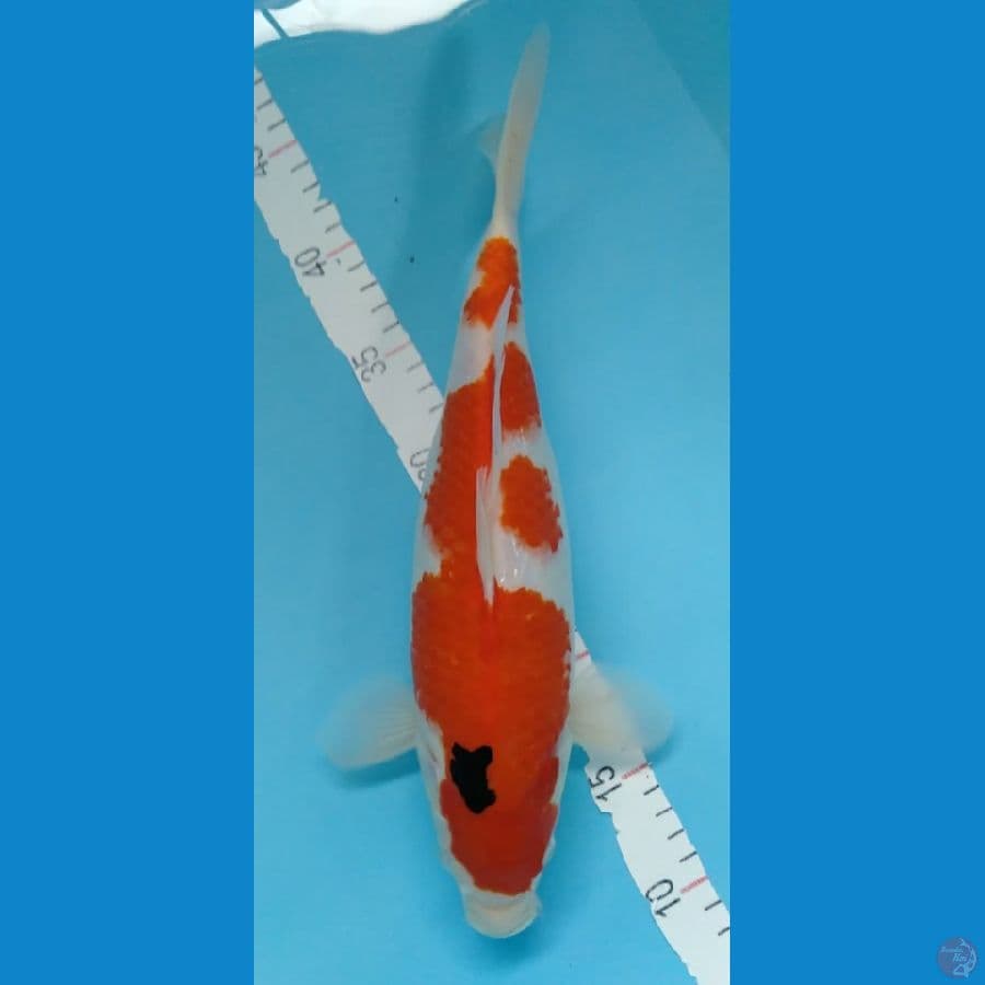 SANKE GOOD BODY F35CM