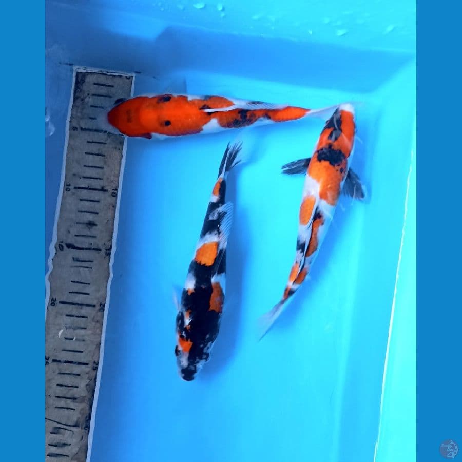 showa 23cm