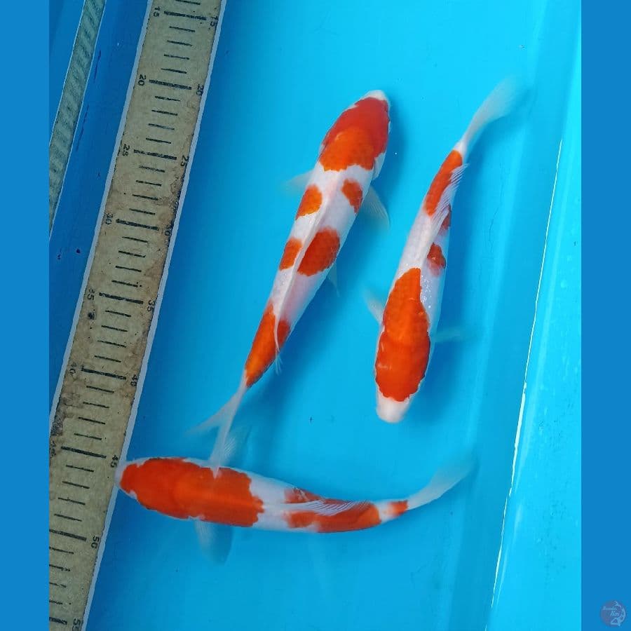 Paket kohaku 25bu