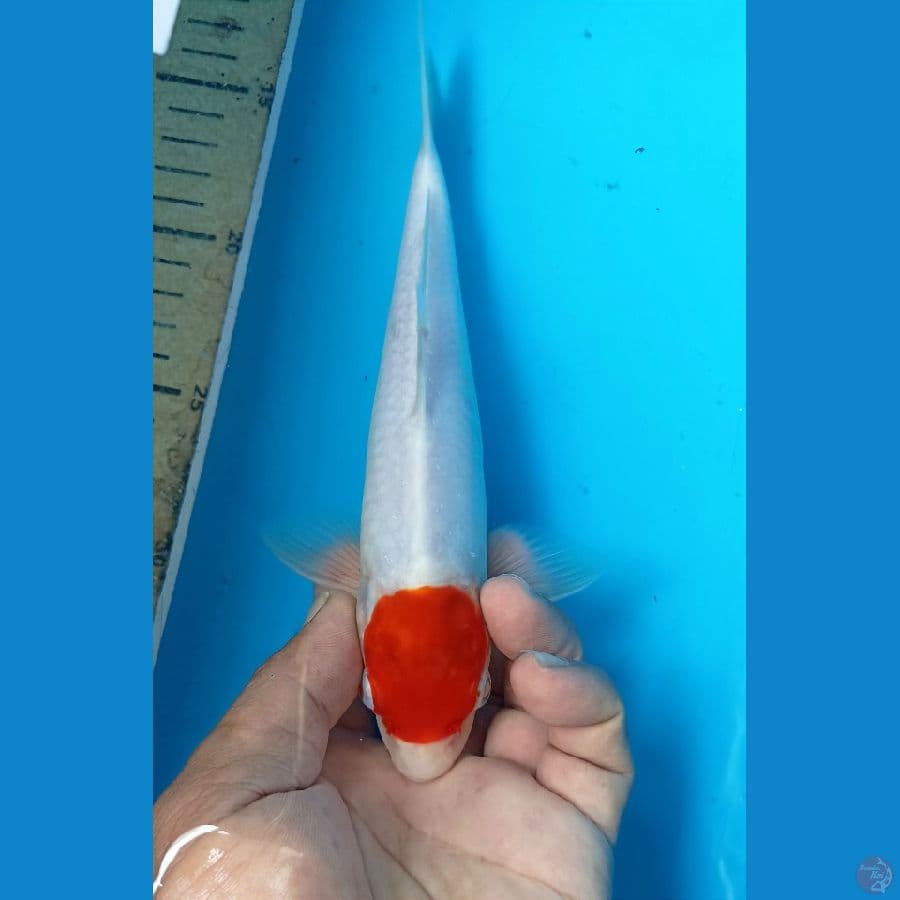 Tancho 23cm