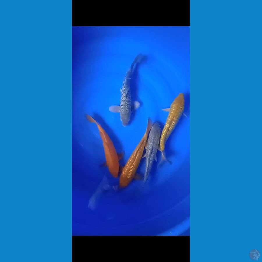mix 28-32