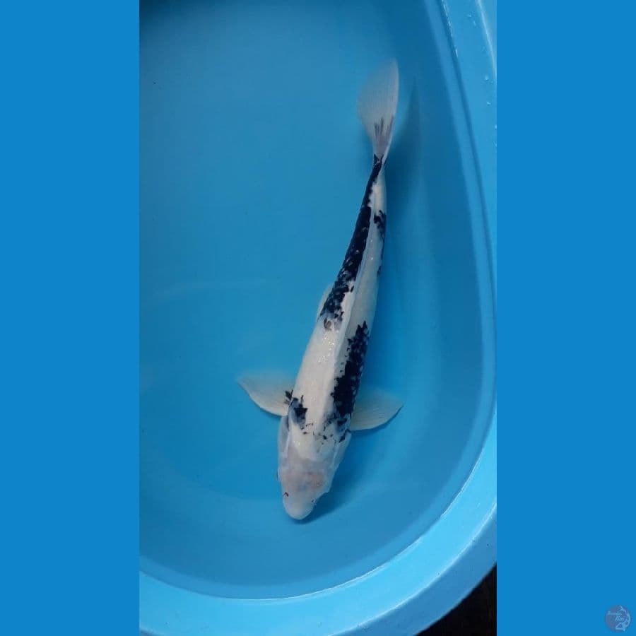 Shiro 52cm / M