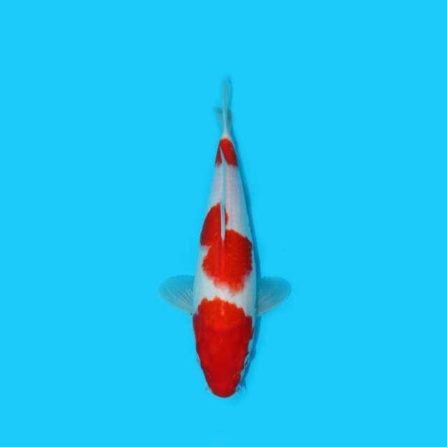 30 CM - KOHAKU