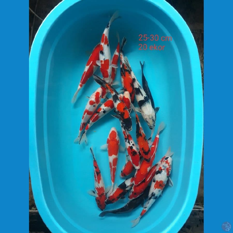 paket mix