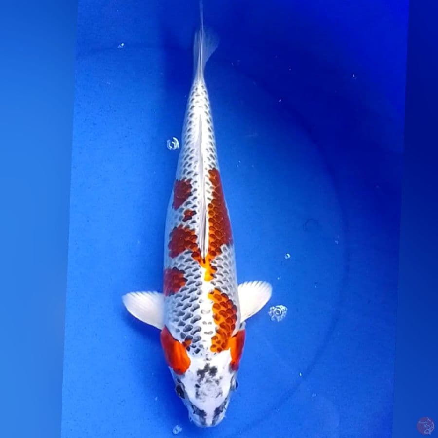 KOJAKU 38CM