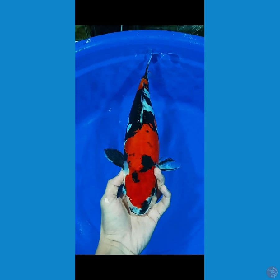 Showa Doitsu murni 31CM