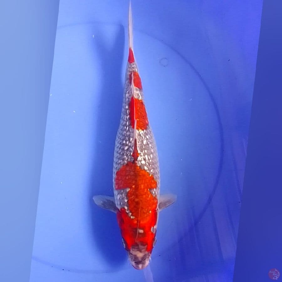 GHOSIKI GINDRIN 38CM