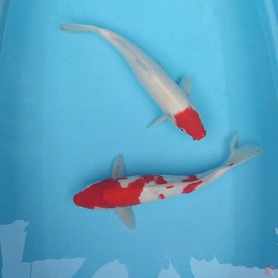 37&38cm