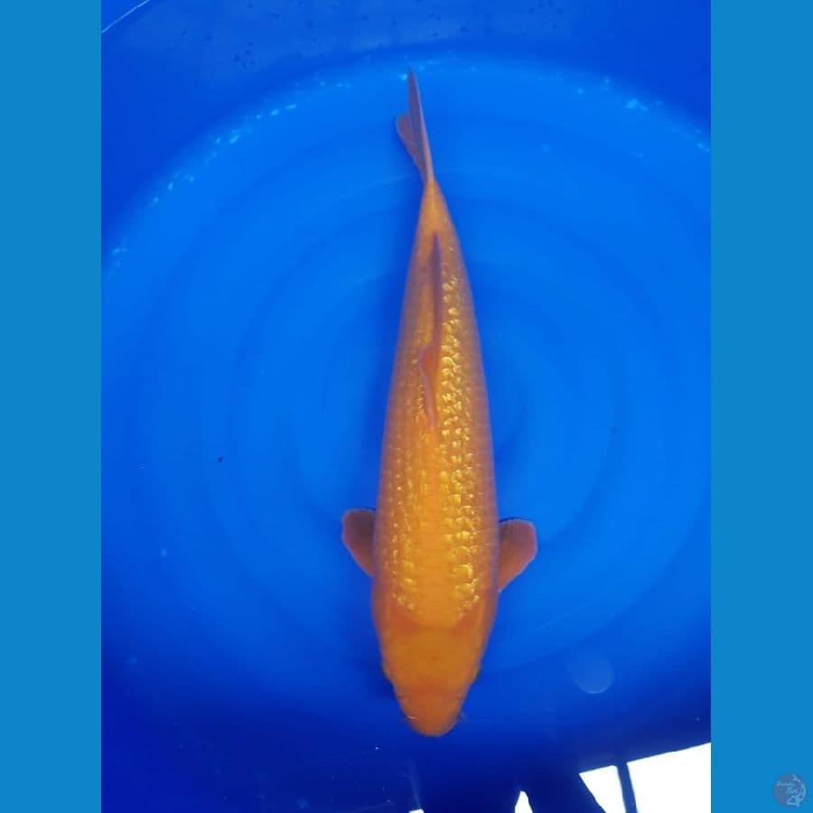 Red karasi fuull ginrin 50cm male jooss
