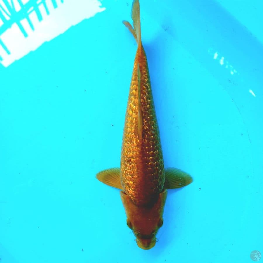 KARAMEL GINRIN//31 CM