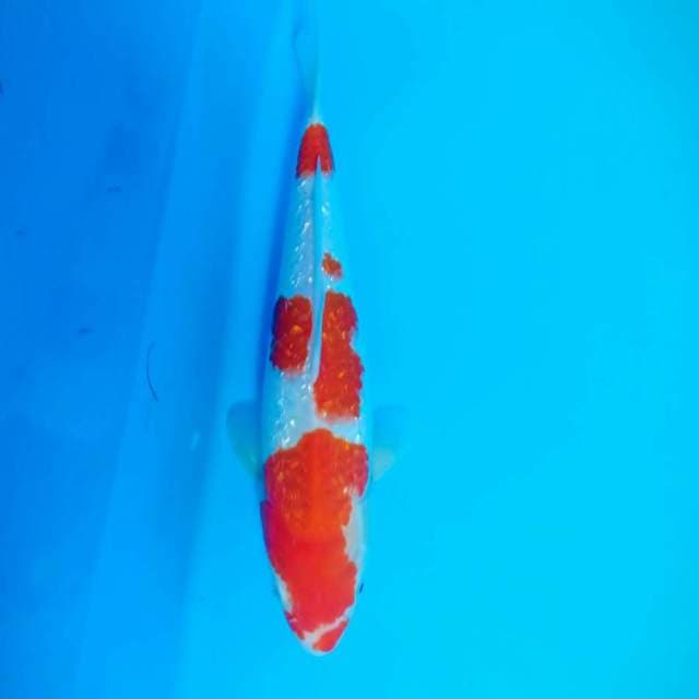 Kohaku ginrin