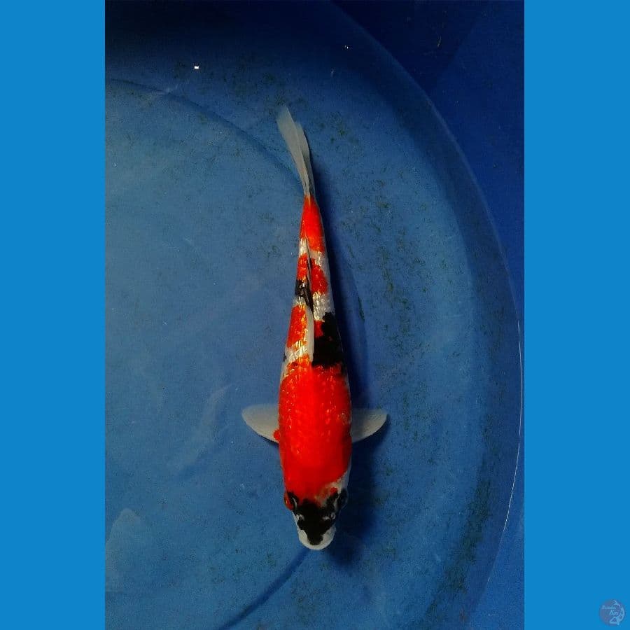 super red male