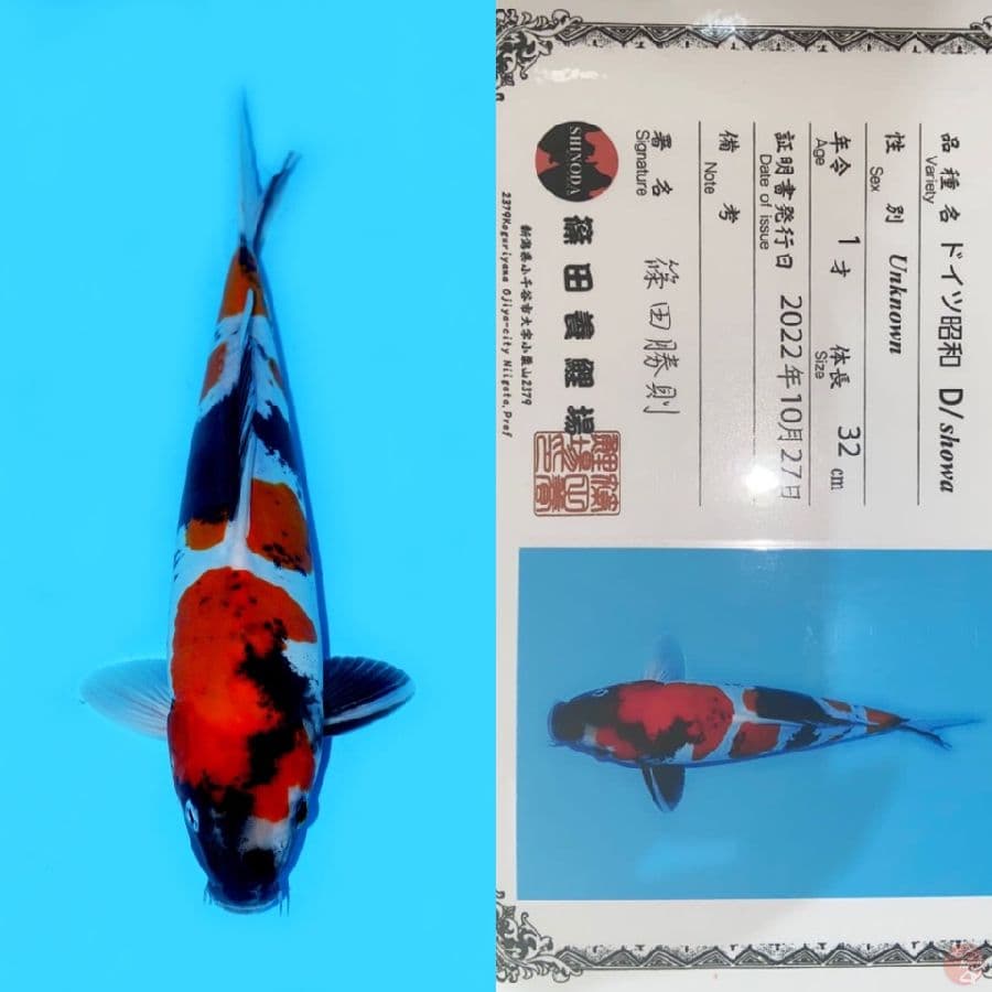 SHOWA DOITSU SHINODA 32CM