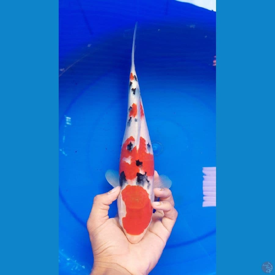 SANKE SUBOSUMI 34CM male