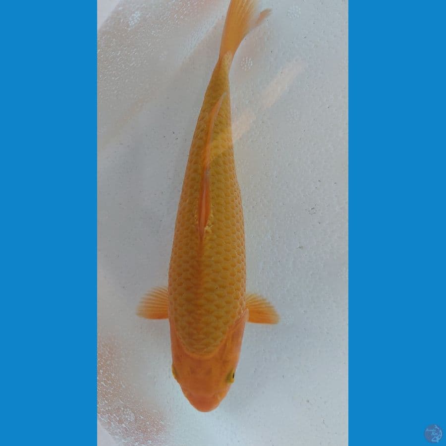 breed aziz 26cm sadis punok