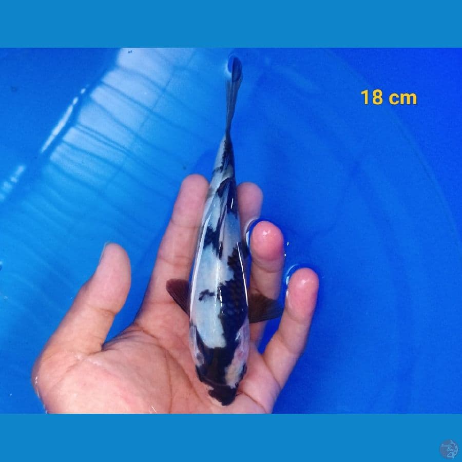 minion 18 cm