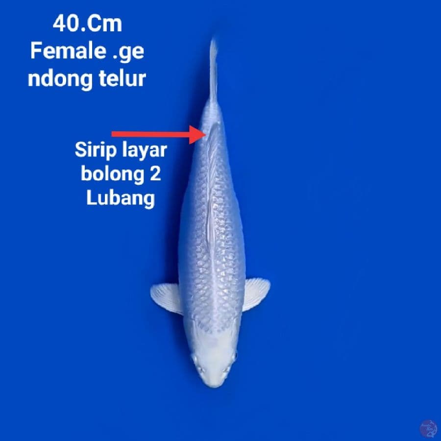 40.Cm platinum female