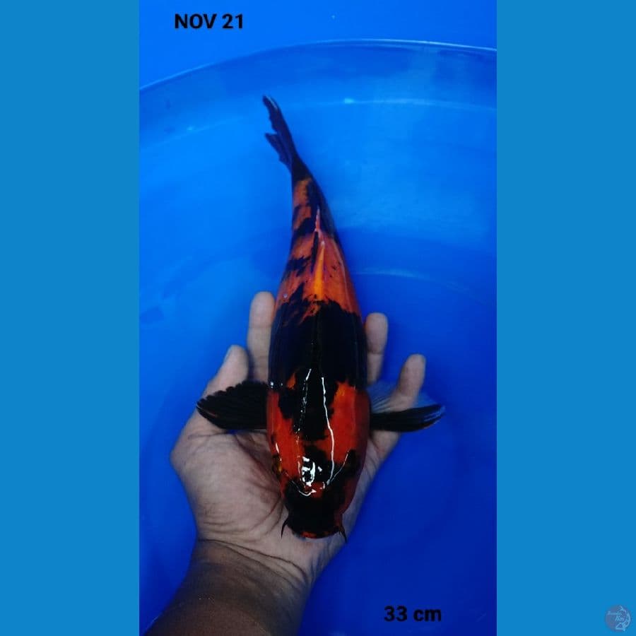33cm hi showa