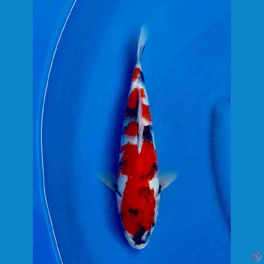 Showa f1 29cm