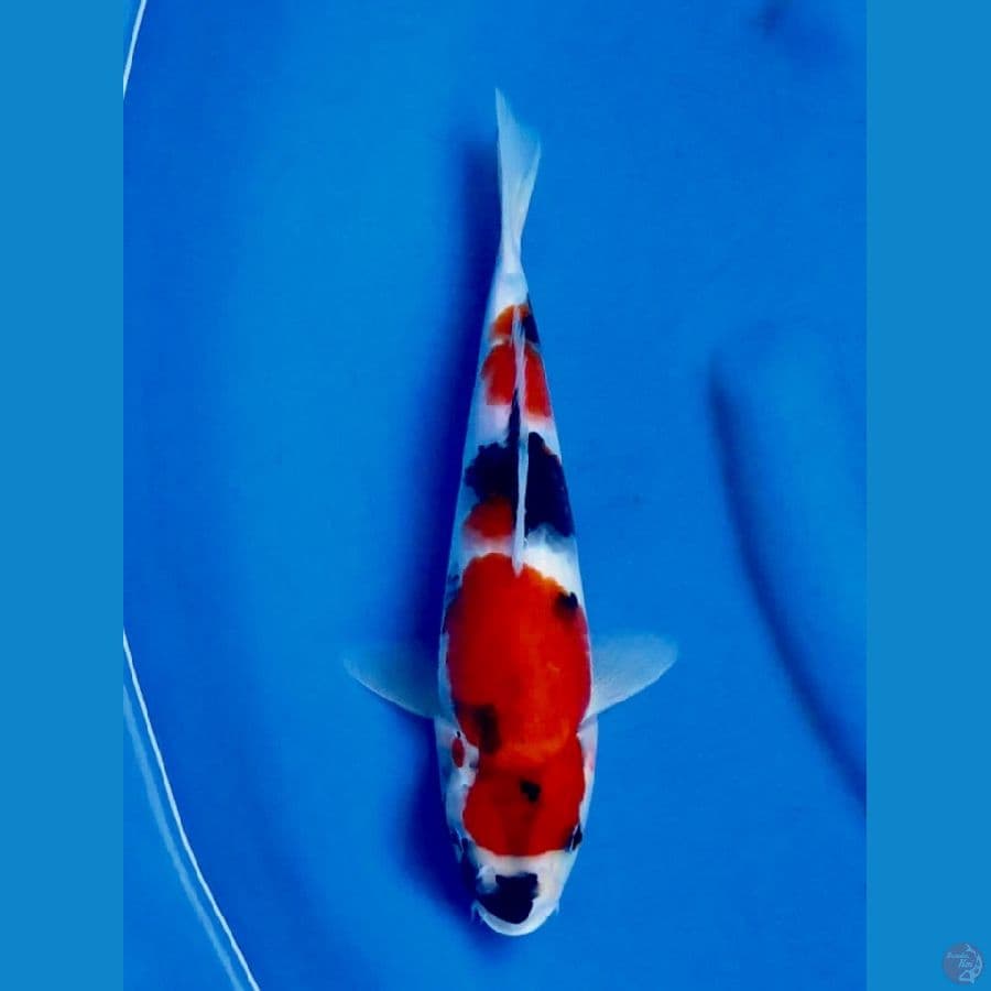 showa f1 28 cm