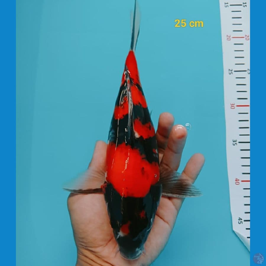 Short Body