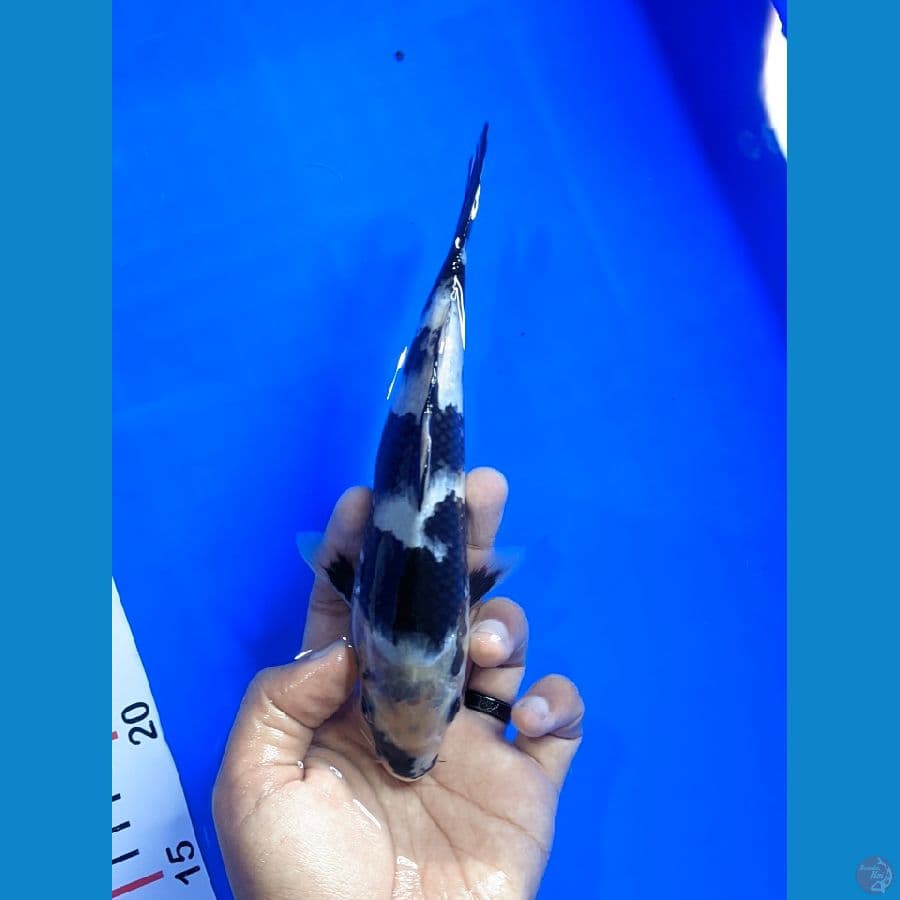 21cm Male