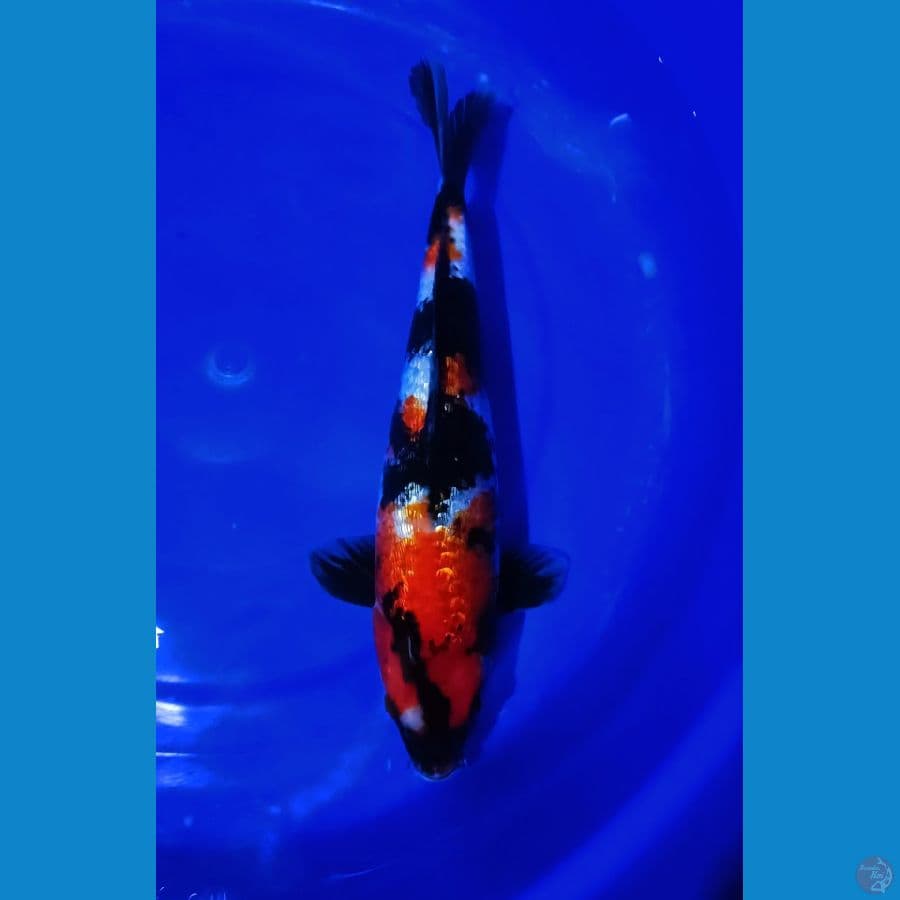 SQ Ginrin Showa 35cm