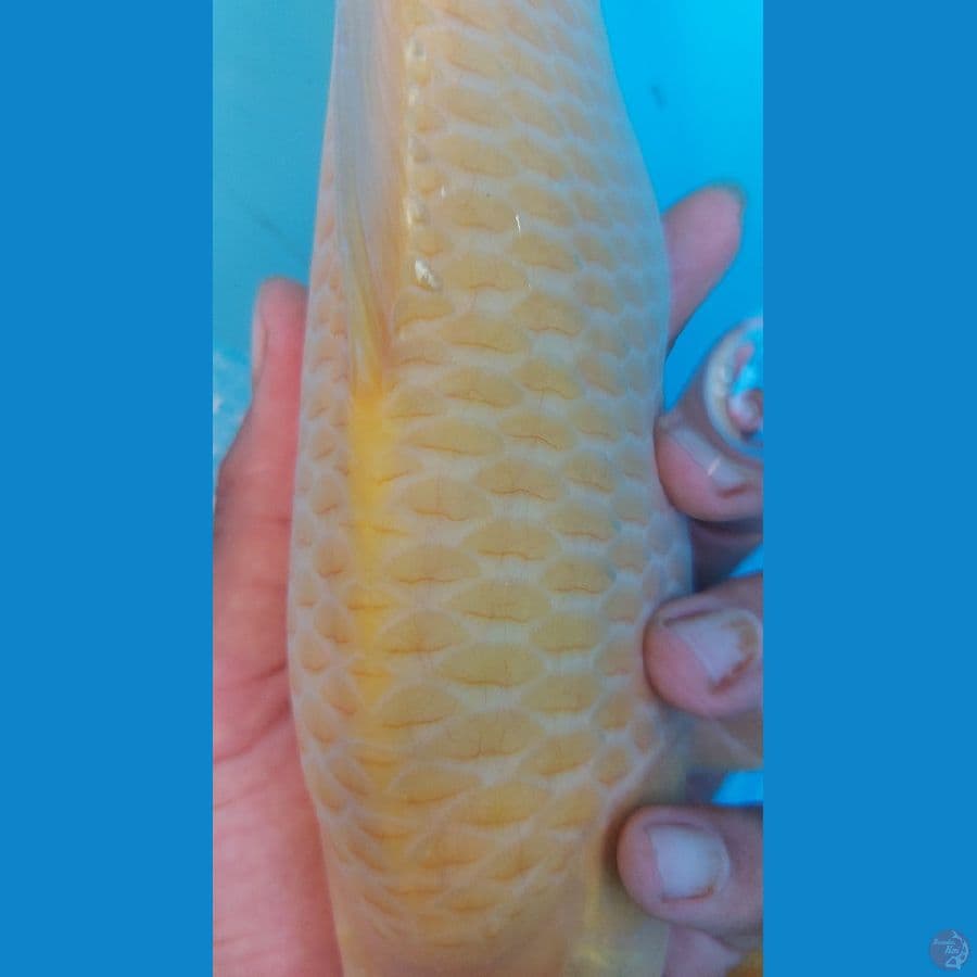 breed aziz 30cm punuk sadis