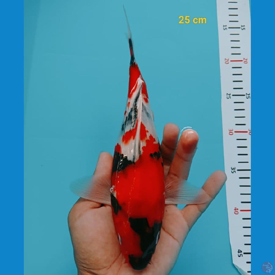 Short Body