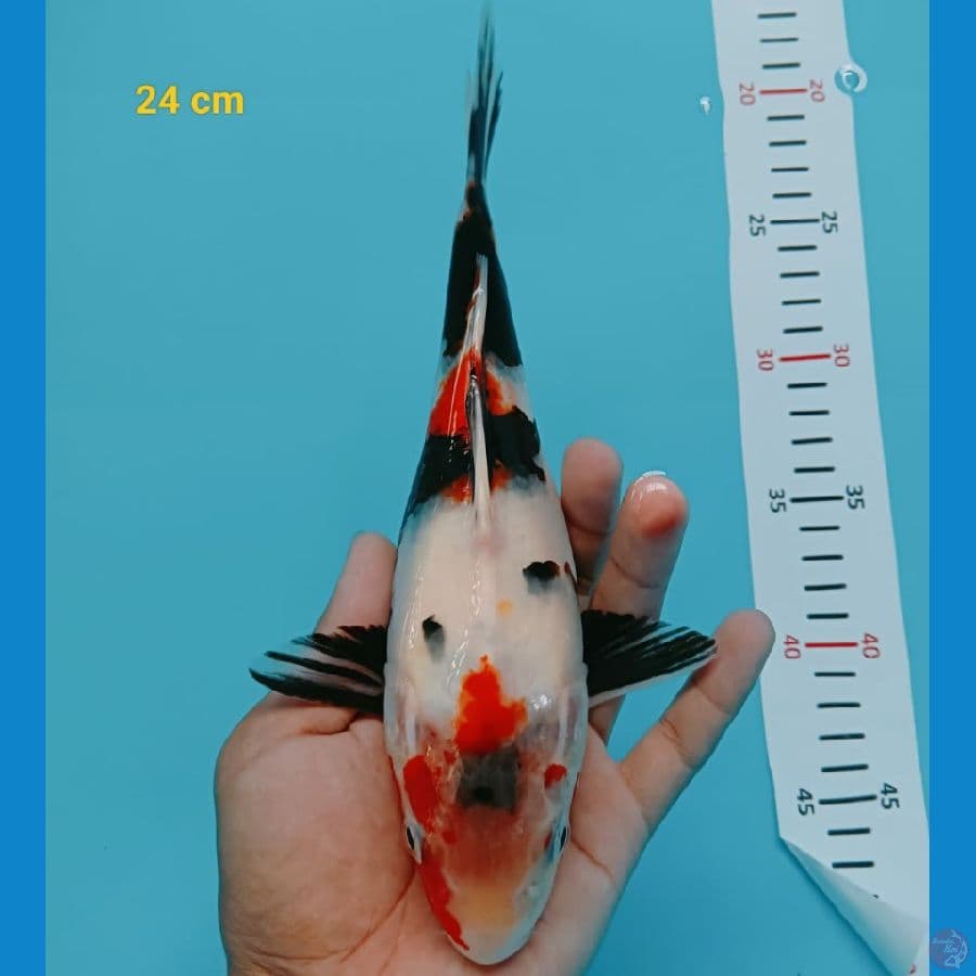 Short Body
