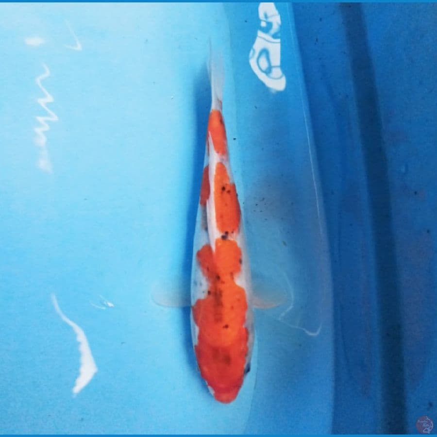 Goshiki 25 cm