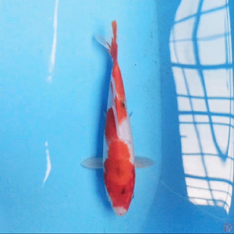 Goshiki 21 cm