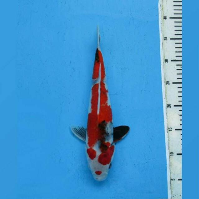 RED SHOWA SANSHOKU TATEGOI JUMBO