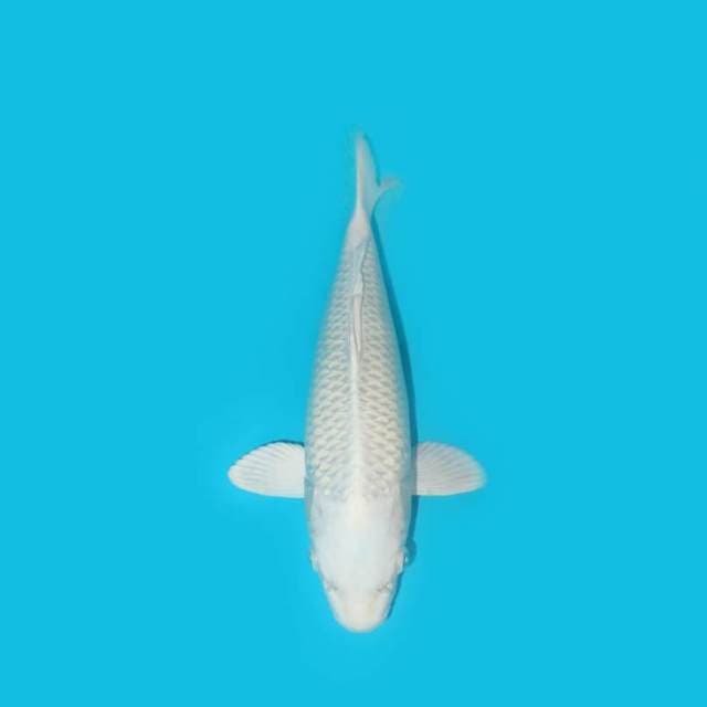 PLATINUM 30 CM
