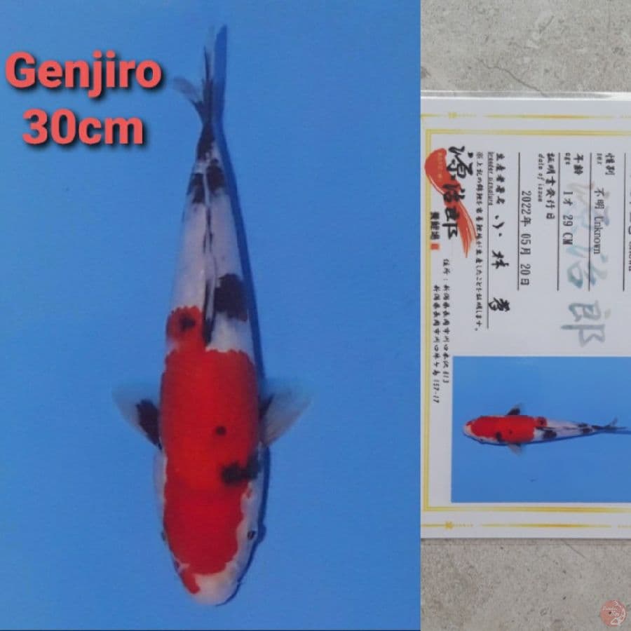 GENJIRO SHOWA 30CM SERTI